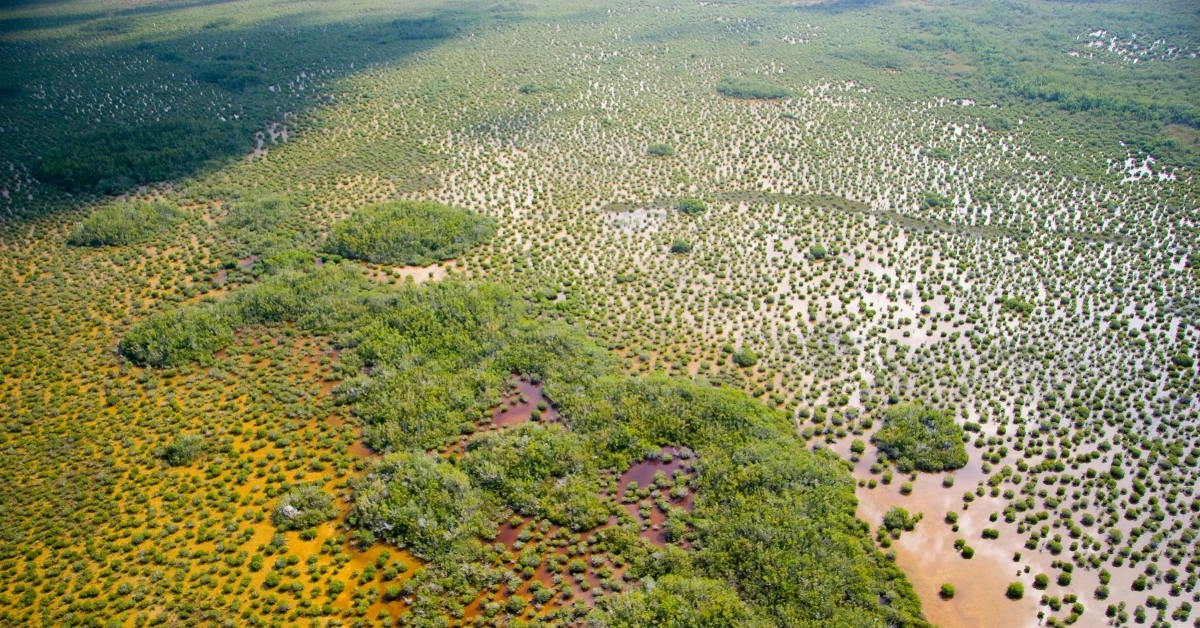 aerial of everglades national park