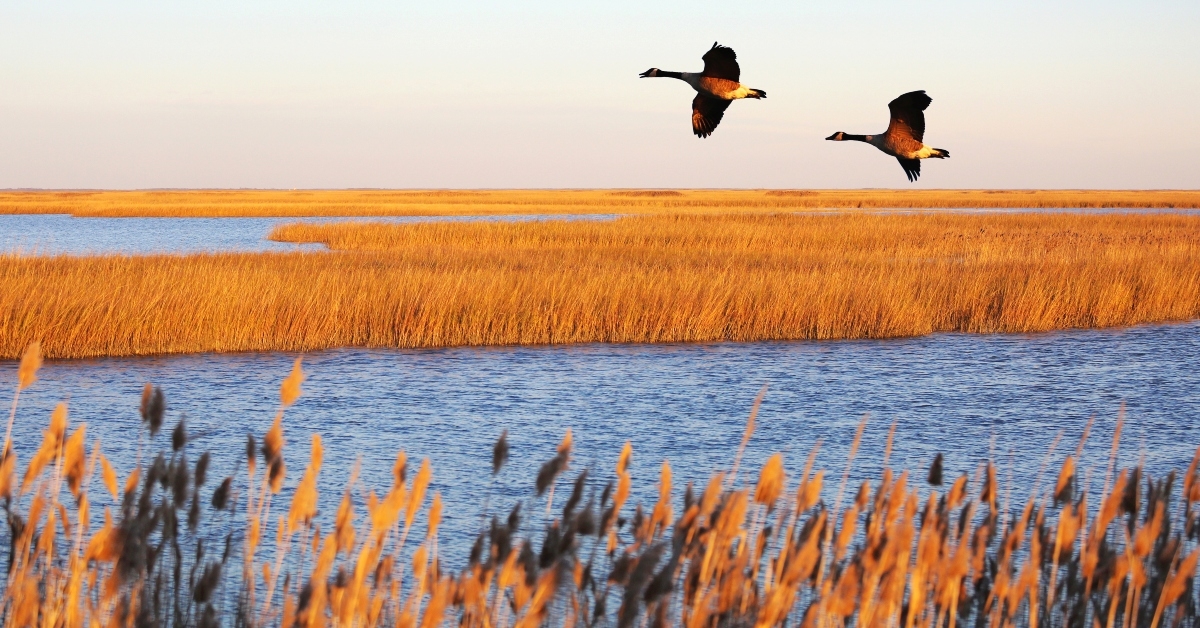 canada geese in migration 