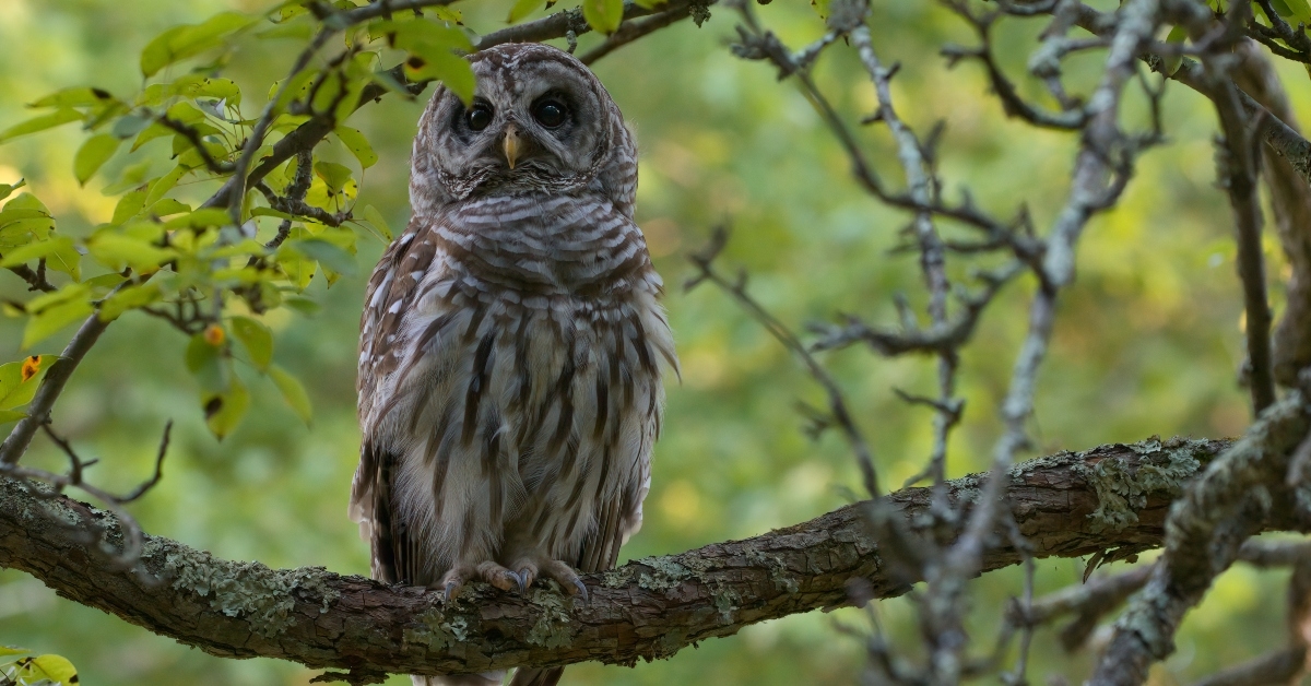 barred owl perched on branch