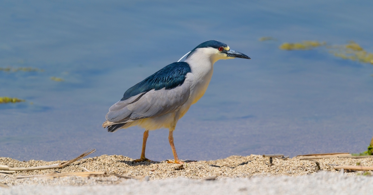 black-crowned night heron