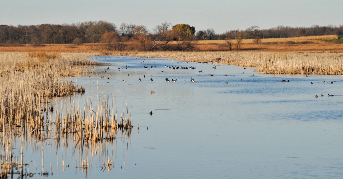 canada geese feeding at horicon marsh