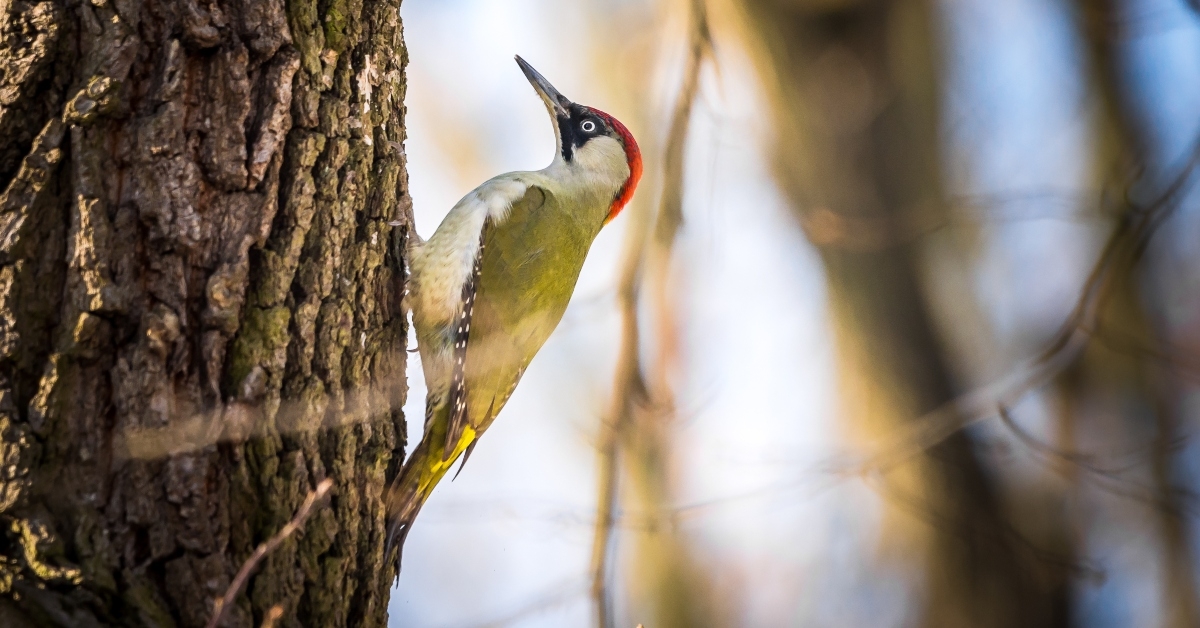 european green woodpecker