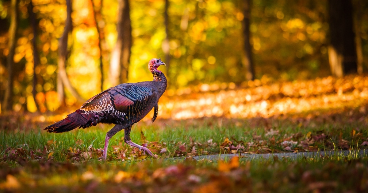 fall turkey