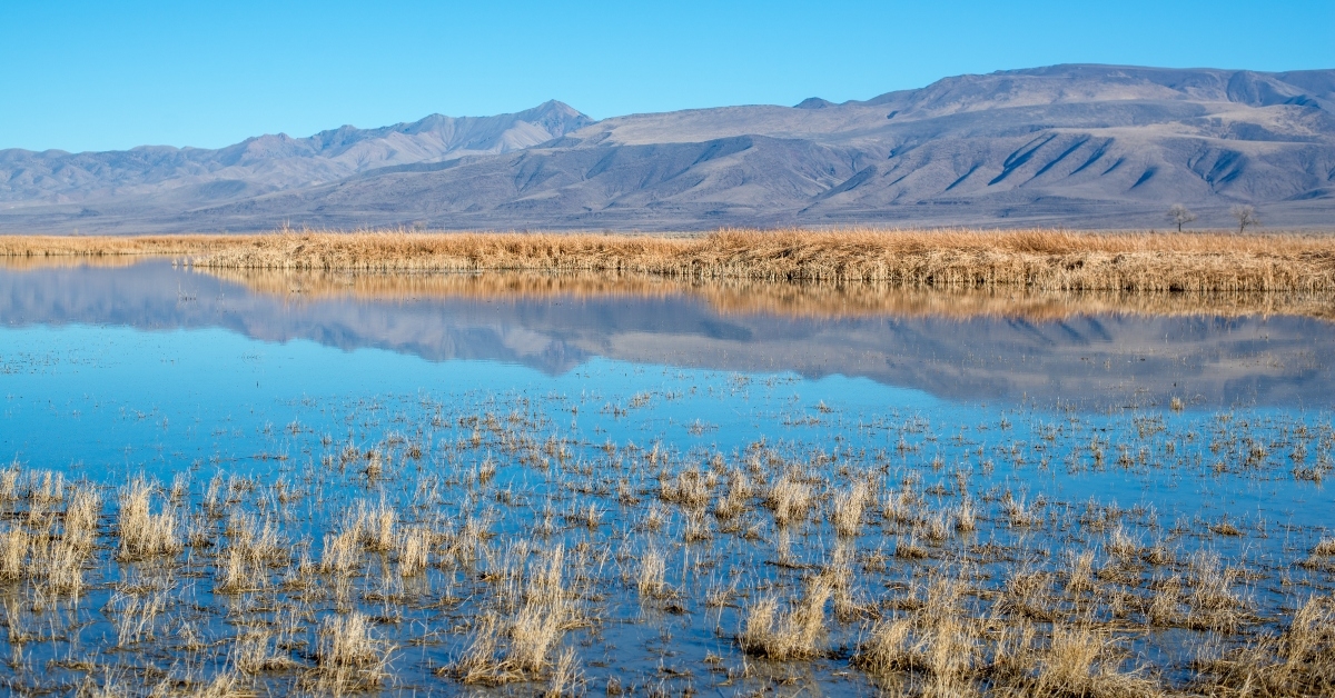 foxtail lake wetlands reflection