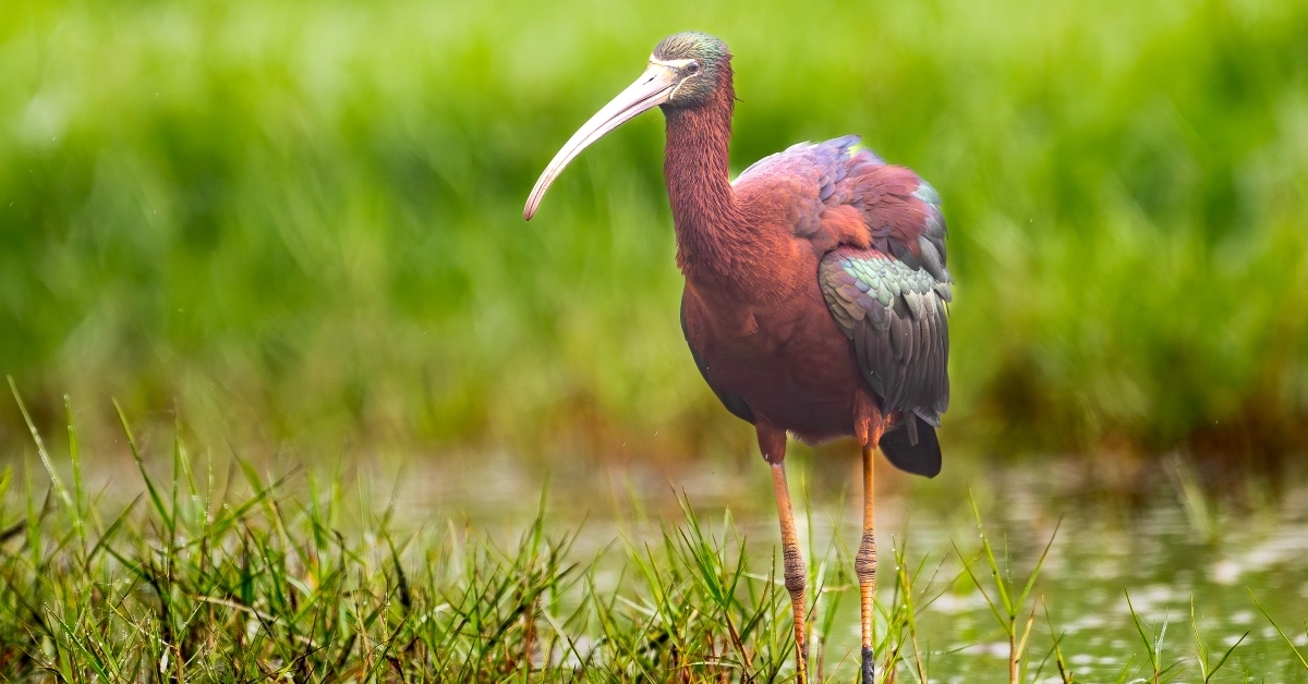 glossy ibis