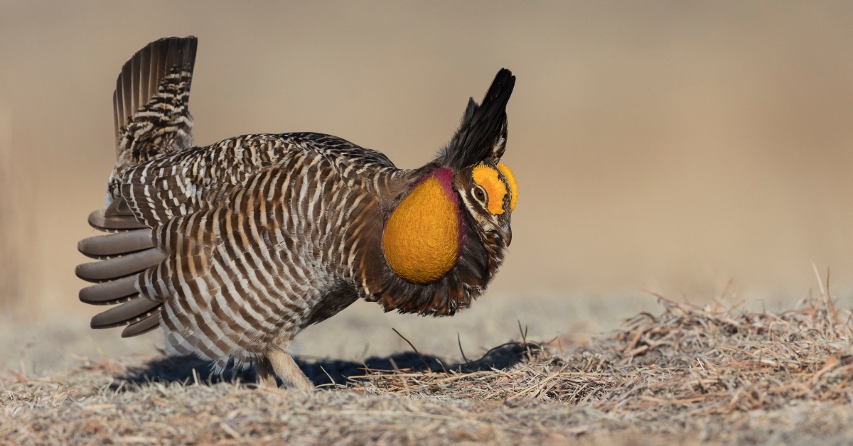greater prairie chicken