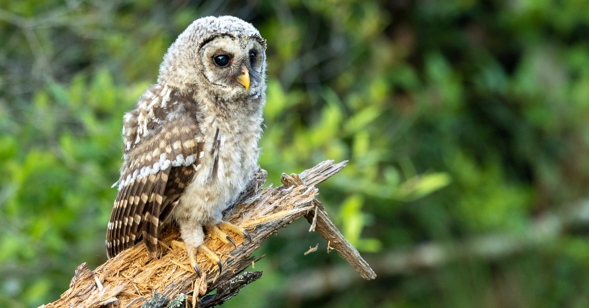 juvenile barred owl