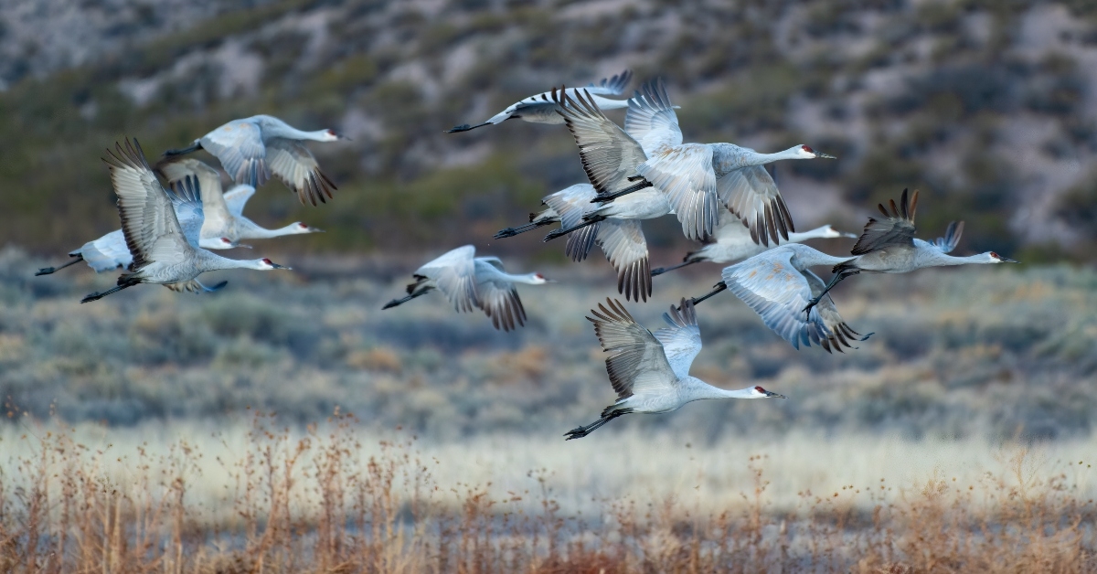 migrating greater sandhill cranes
