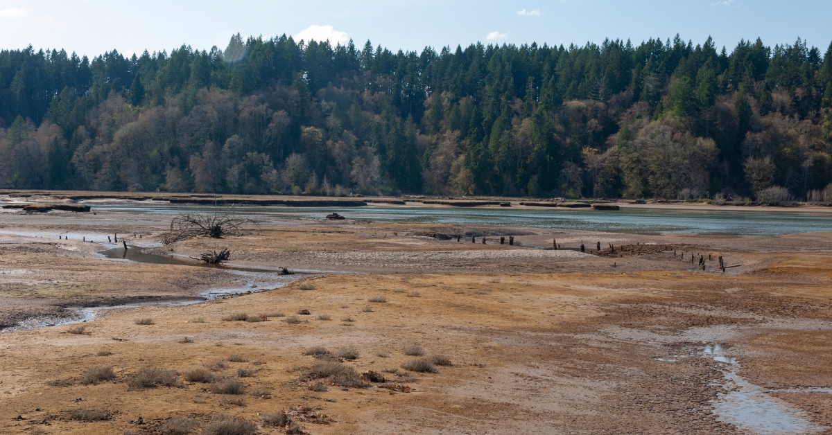 nisqually river estuary