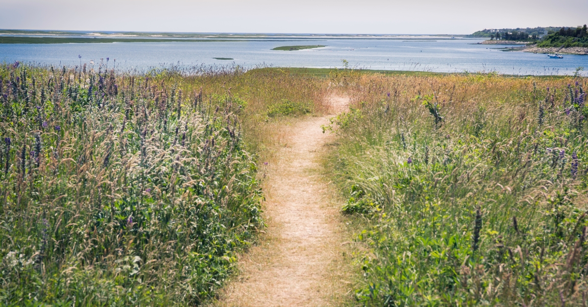 path going through purple flowers