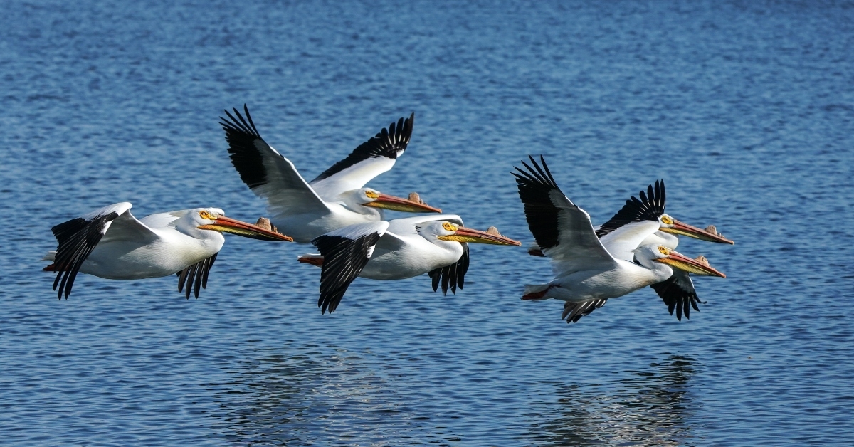 pelican squadron
