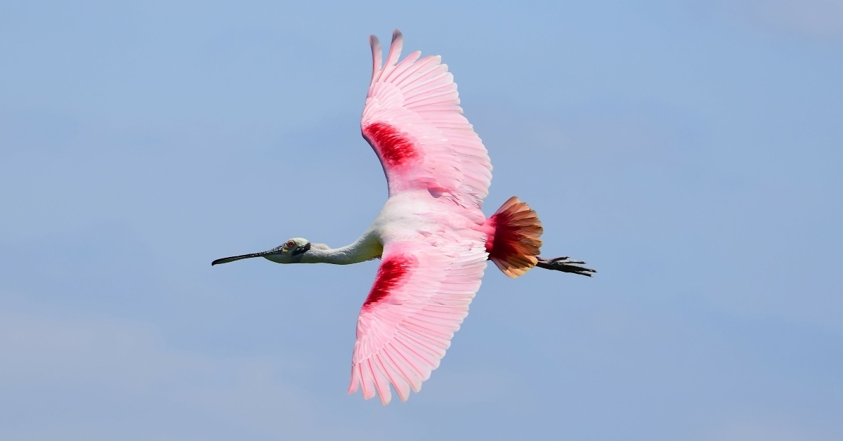 pink roseate spoonbill in flight