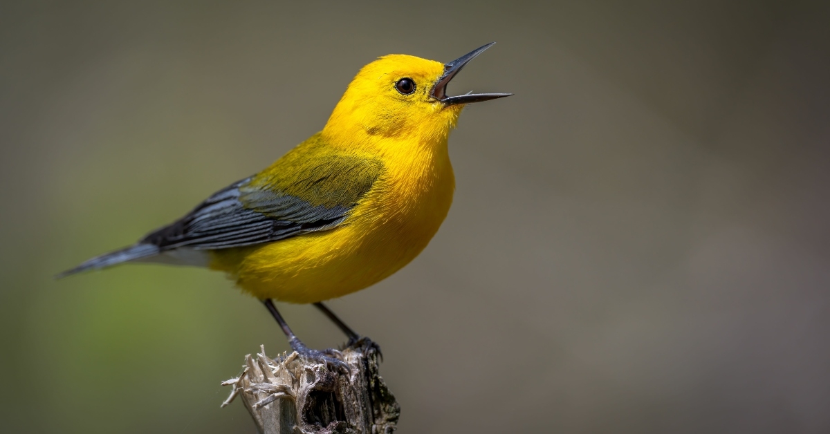 prothonotary warbler bird