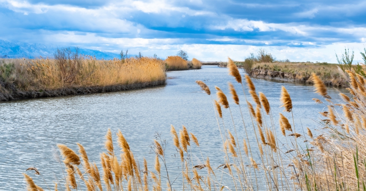  river in tall meadow grass