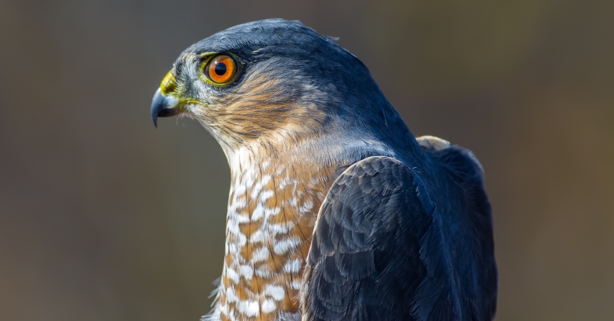 sharp skinned hawk