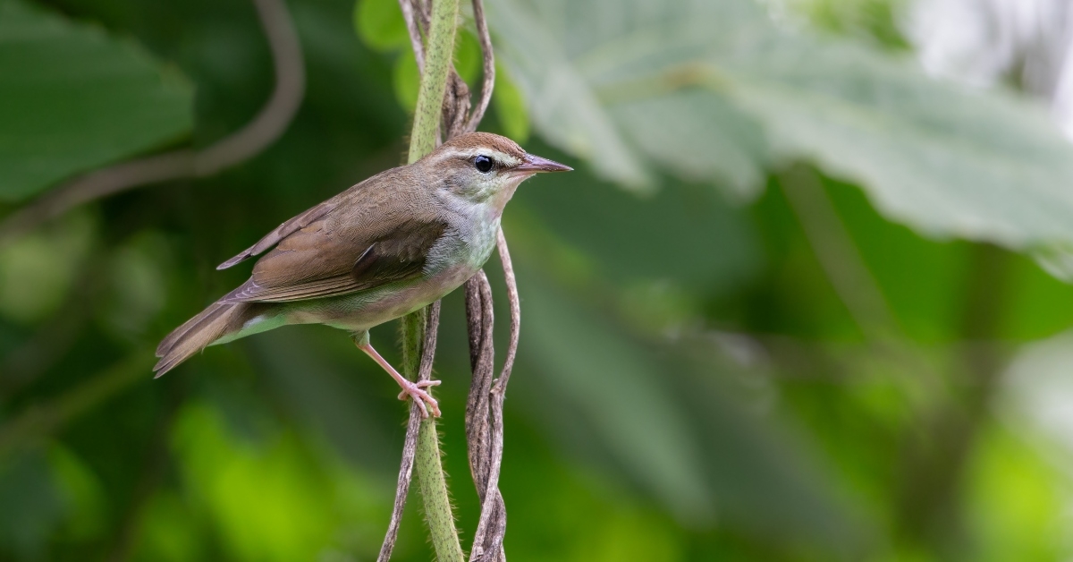 swainson's warbler