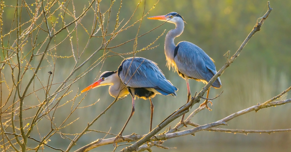 two sunlit herons