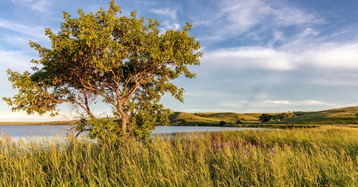 wildflowers along medicine lake