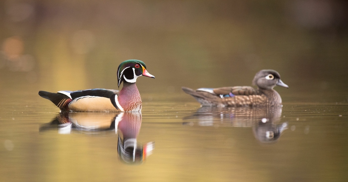 wood ducks swimming in the water
