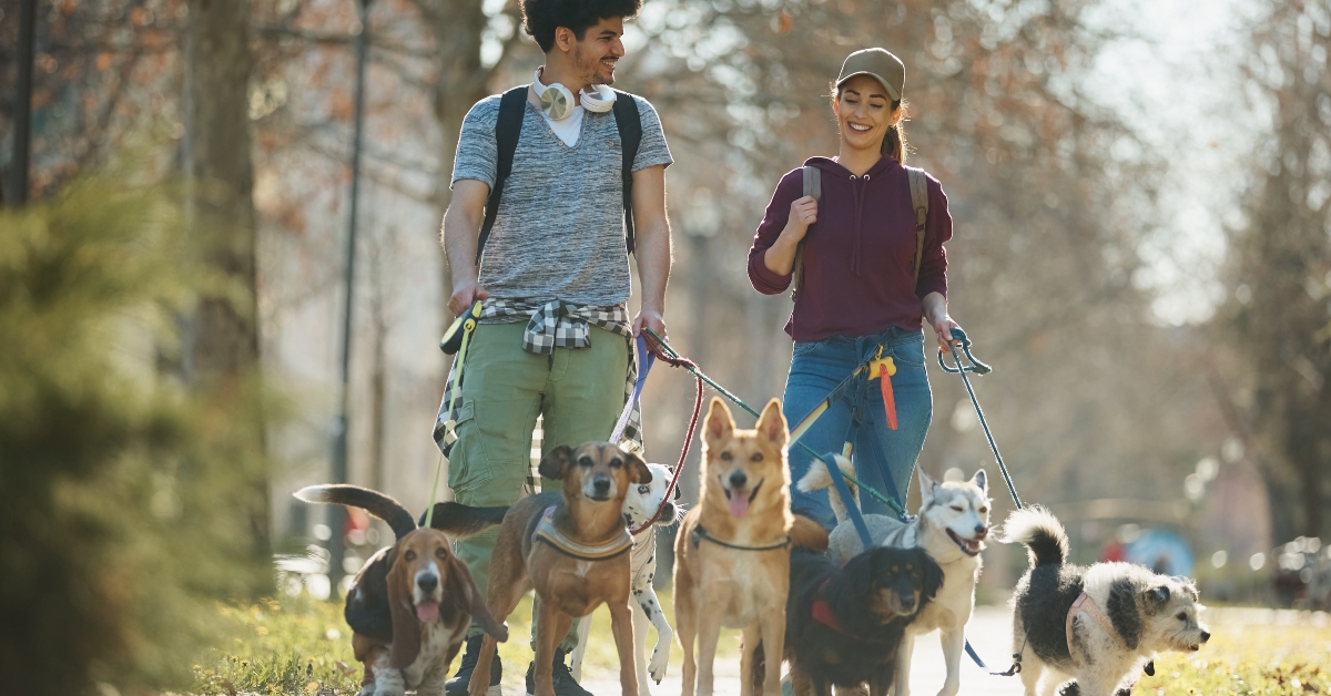 group of dogs on leash