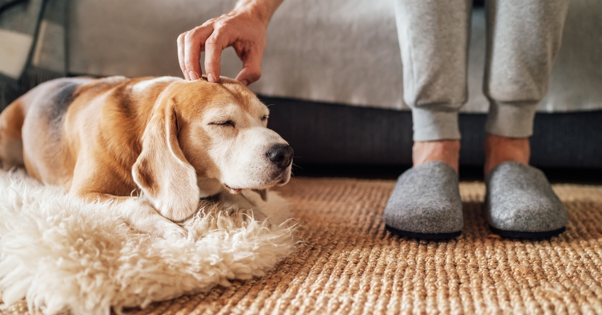 beagle dog owner 
