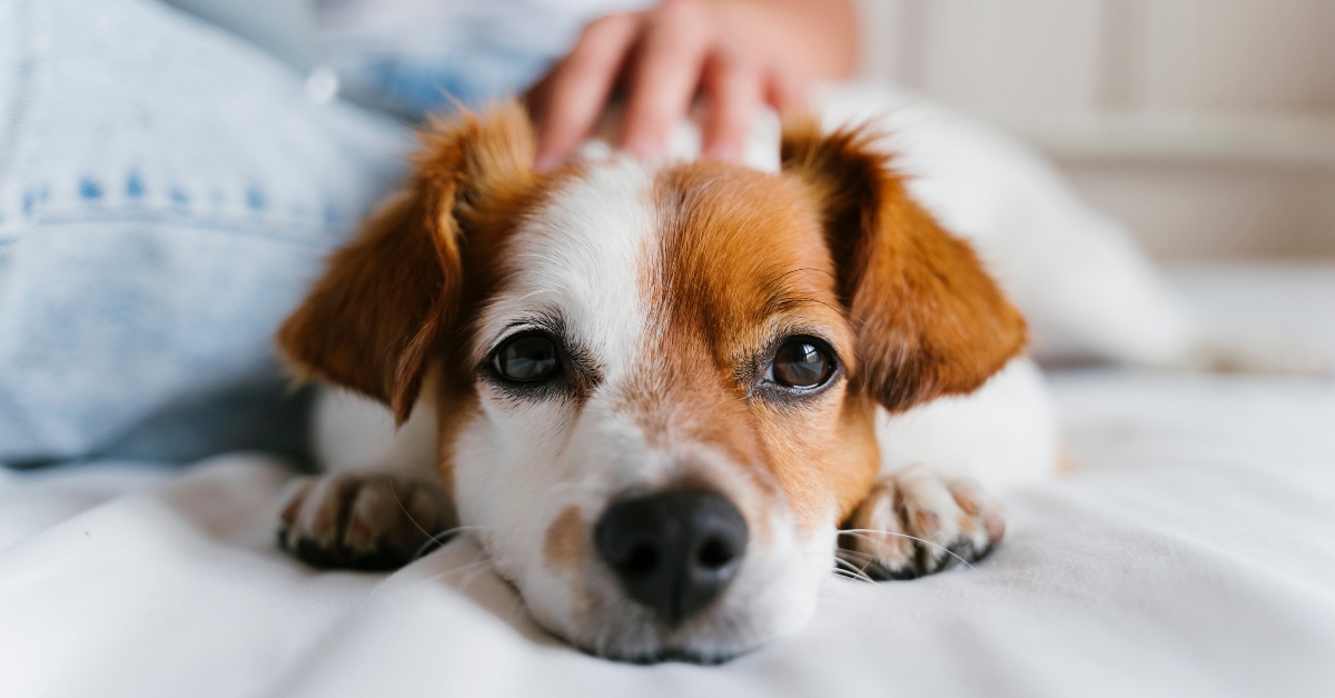 small dog lying