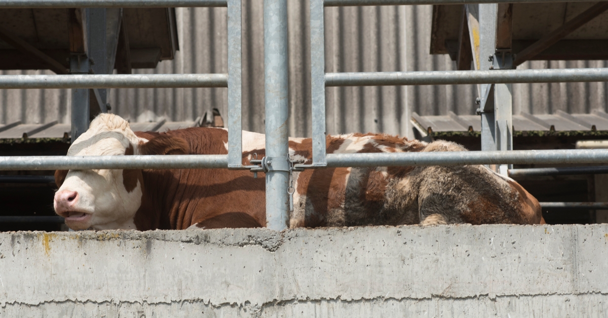cow