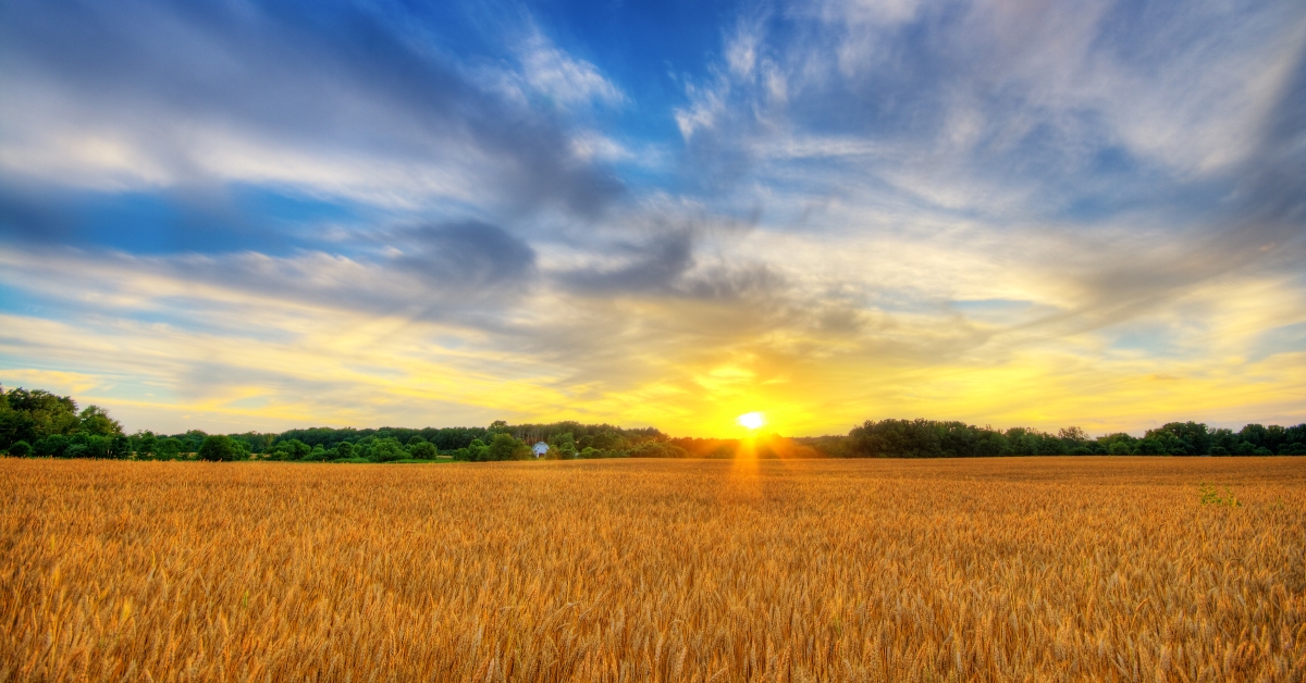 Wheat sunset