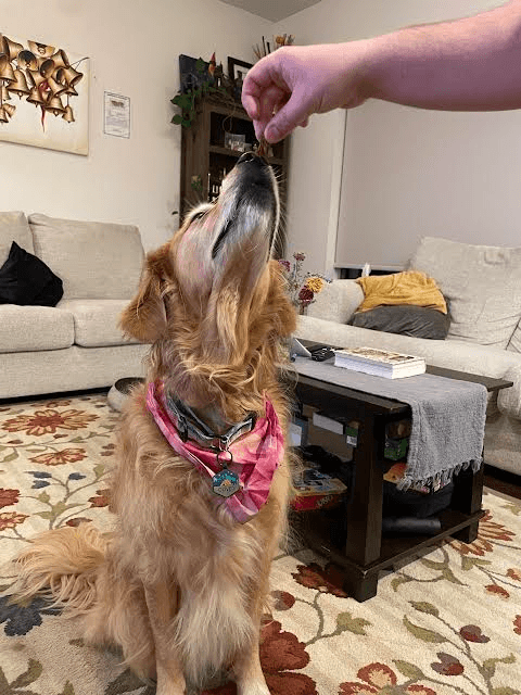Pumpkin Maple Bacon Favored Stuffies Dog Treats