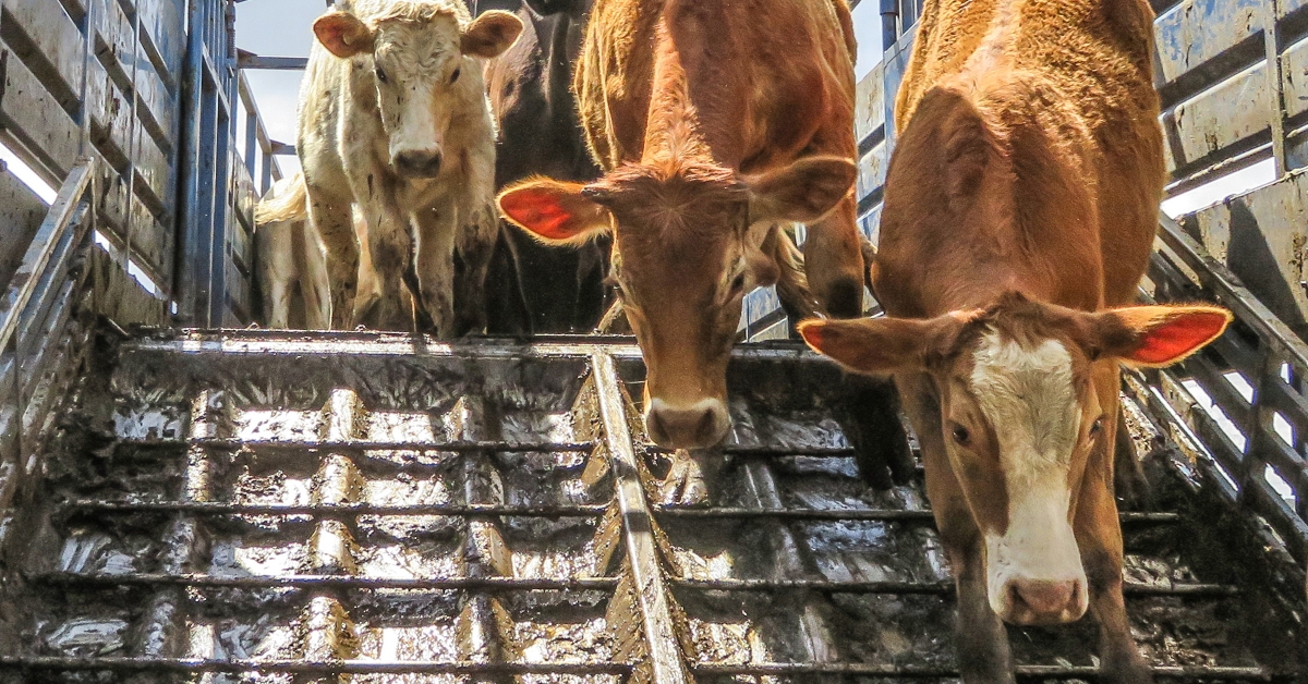 unloading cattle off a truck