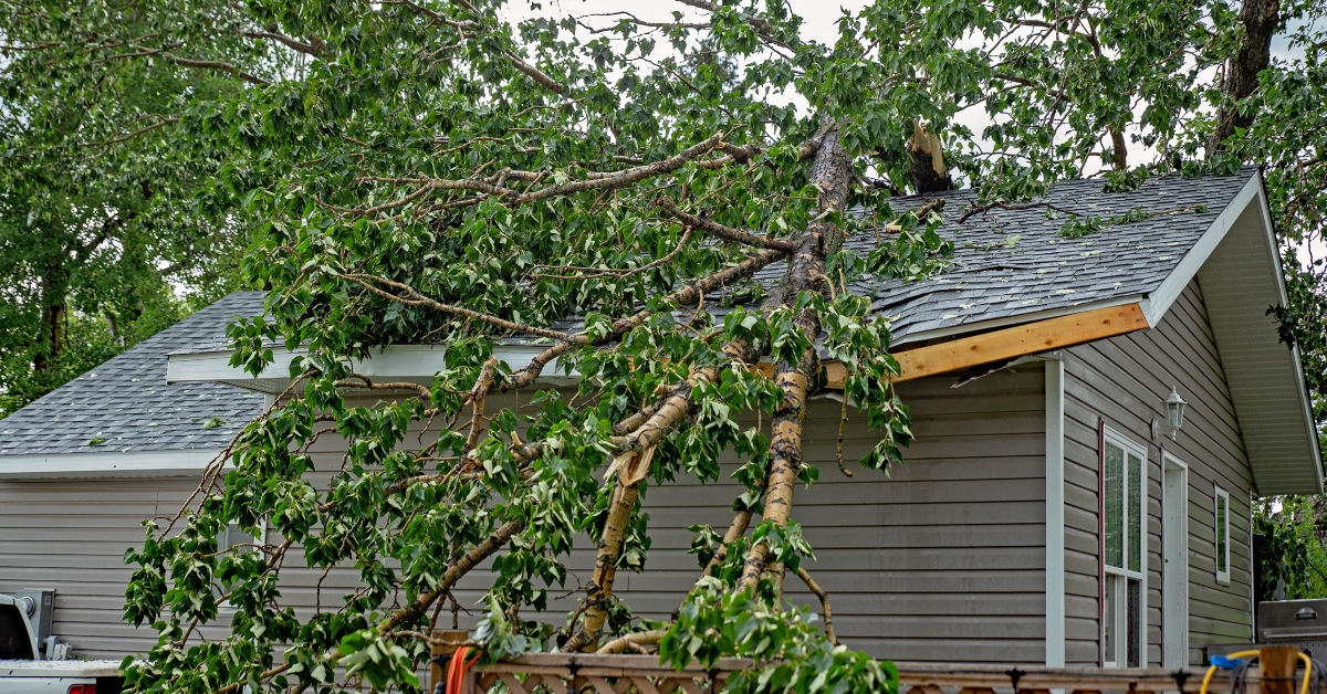 large tree with green leaves fallen