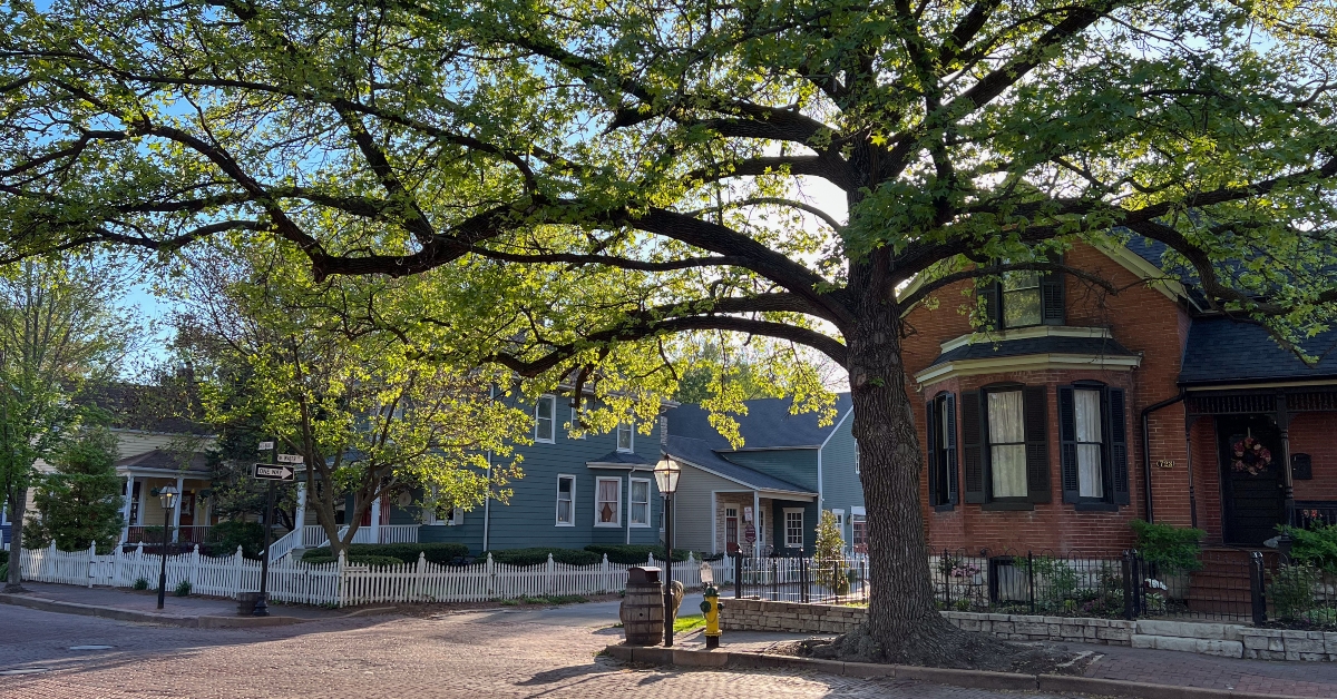 urban tree canopy