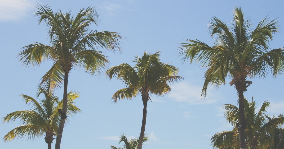 Palm trees in key largo
