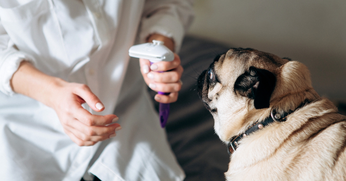 Cute pug looking at groomer