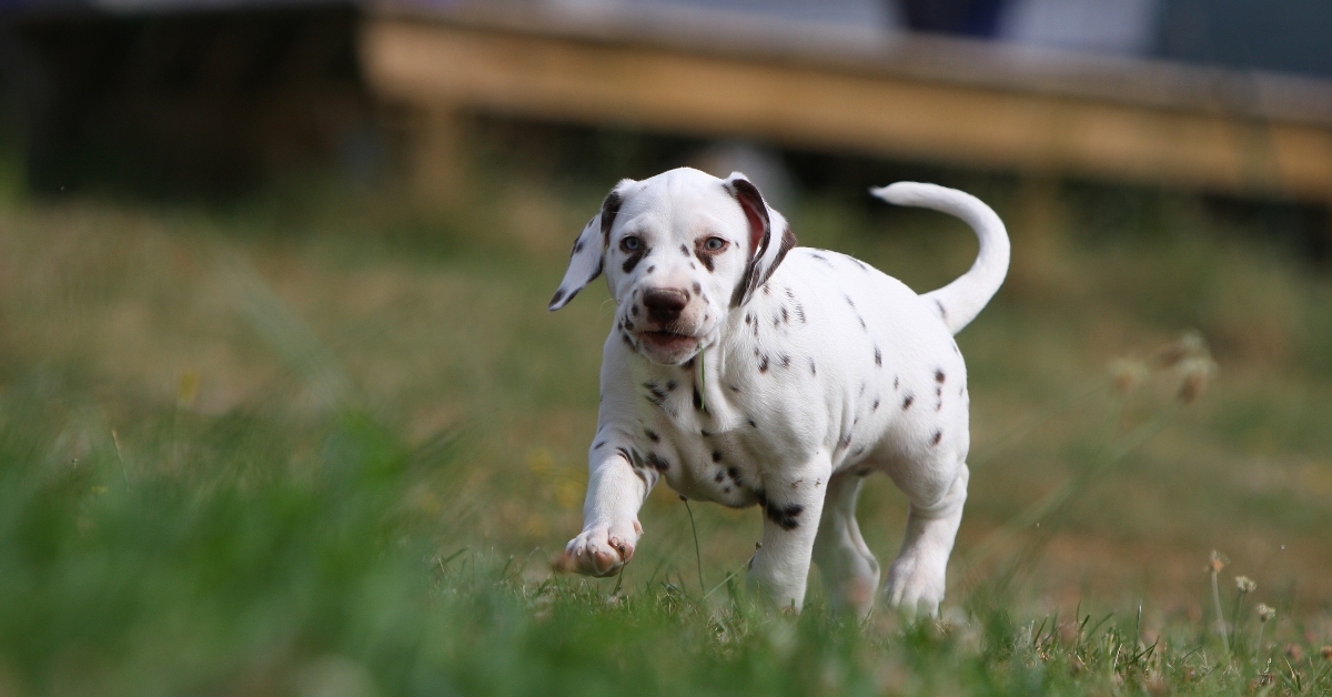 dalmatian puppy