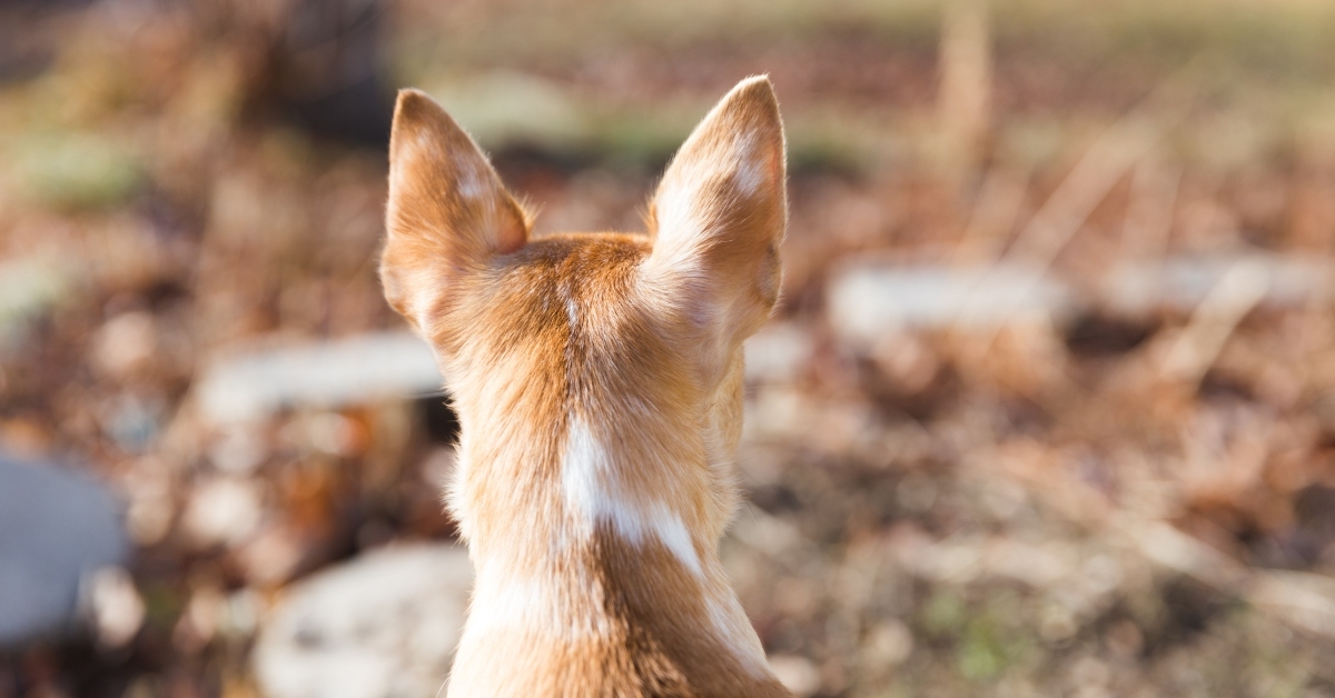 dog staring out