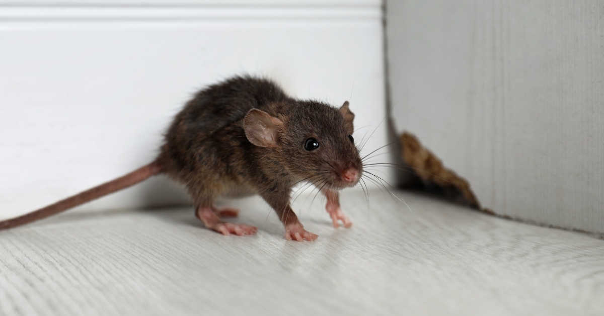 grey rat near wooden wall 