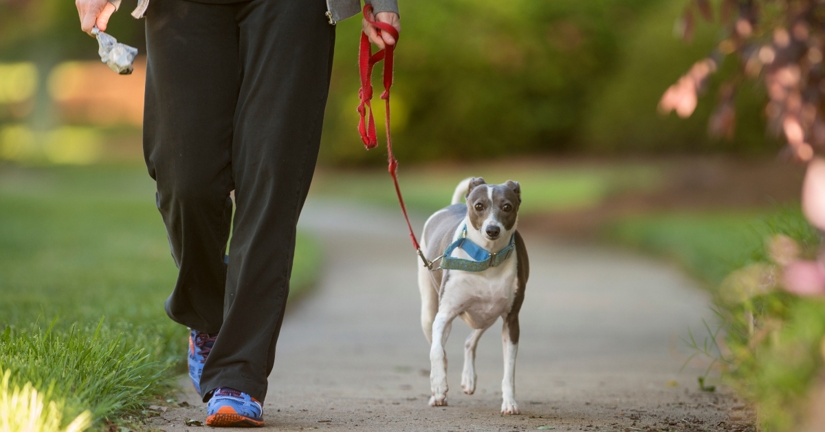 italian greyhound dog walking
