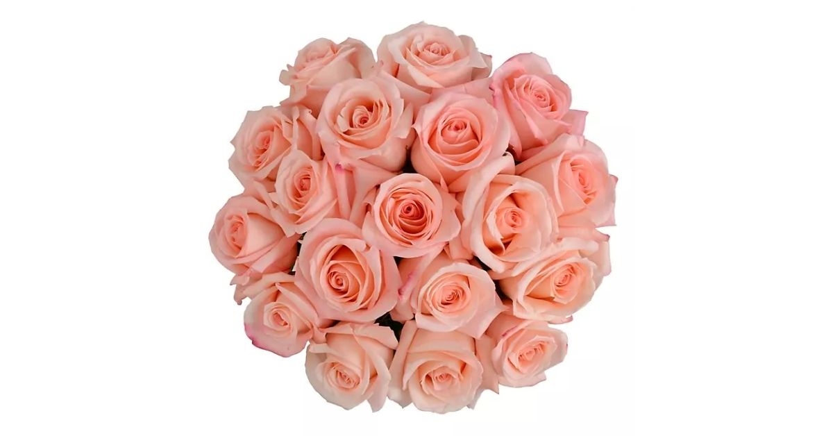 Fresh pink roses