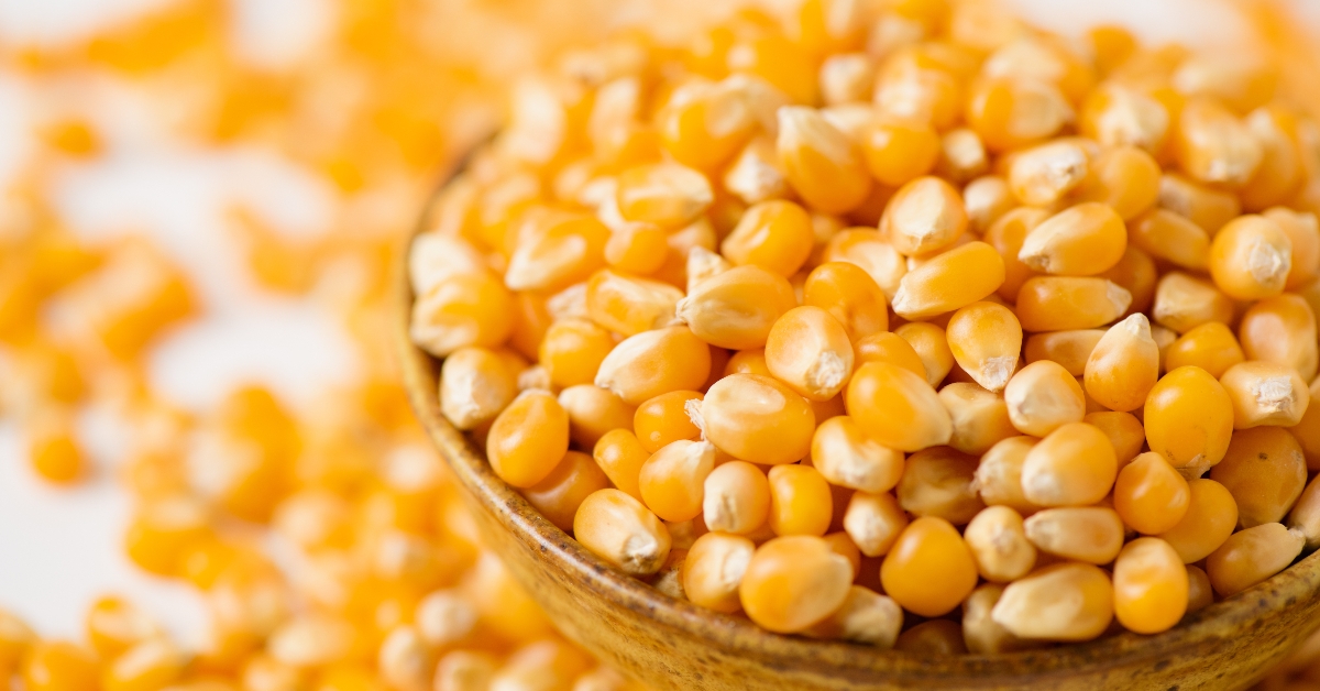 Dried corn grains