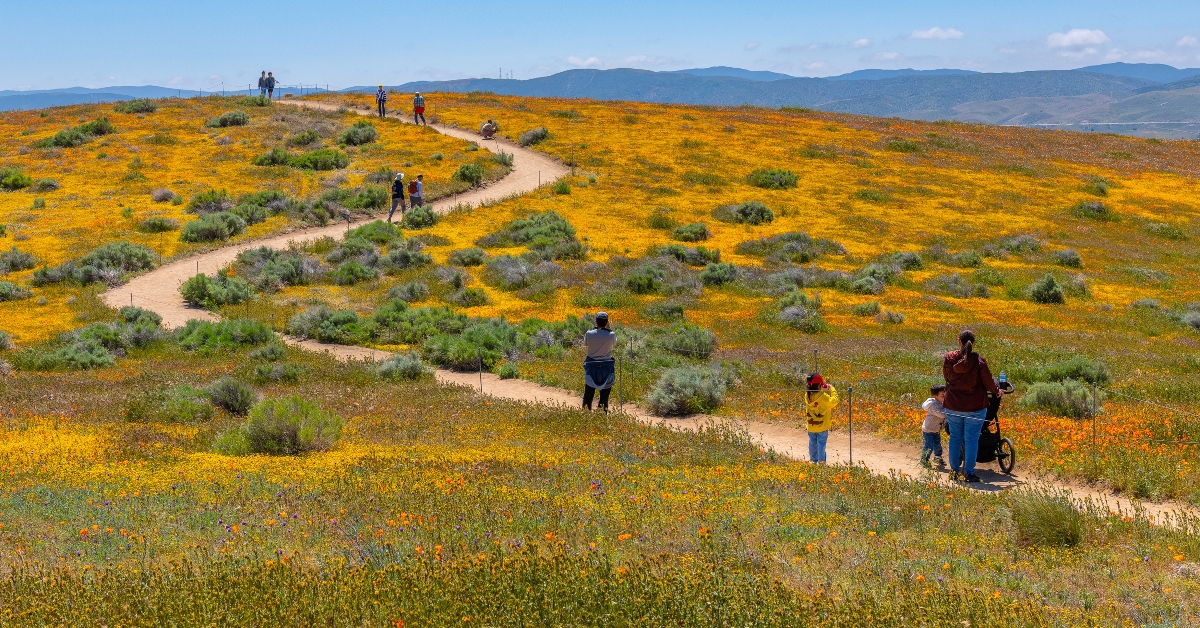 antelope valley california poppy reserve
