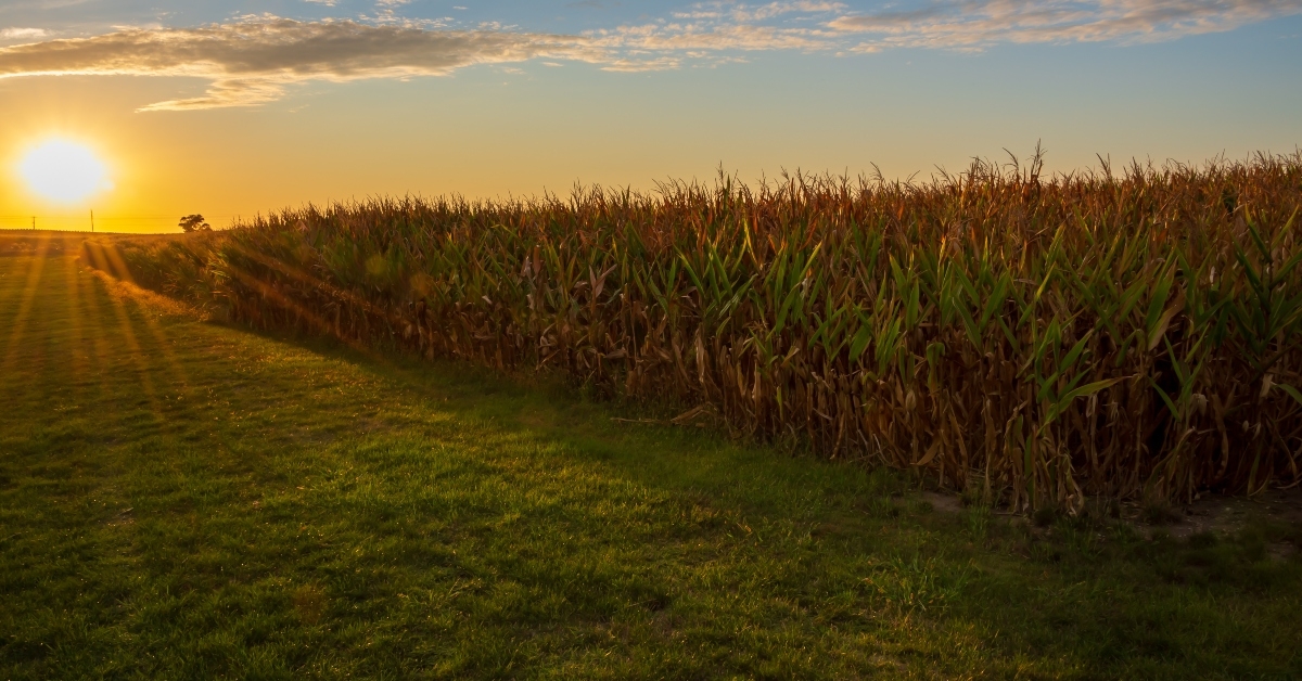 harvest ready corn plants