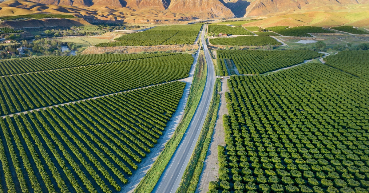 olive plantation in bakersfield