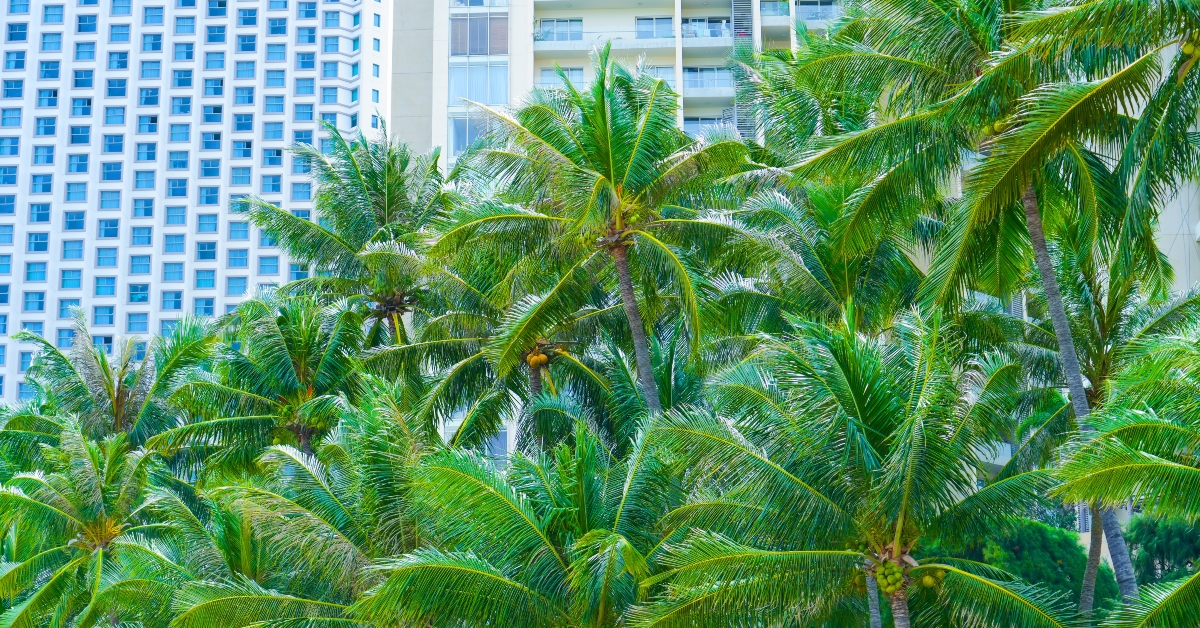 tropical palm trees