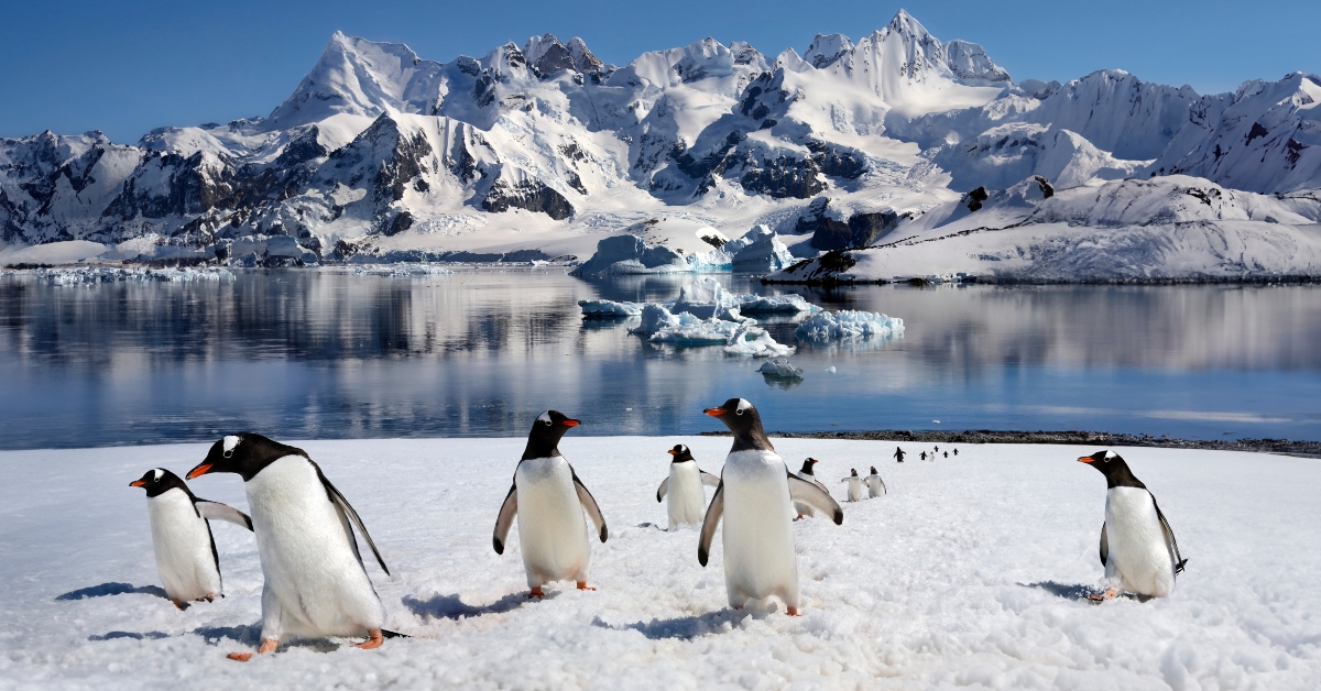 Gentoo Penguins on Danko Island
