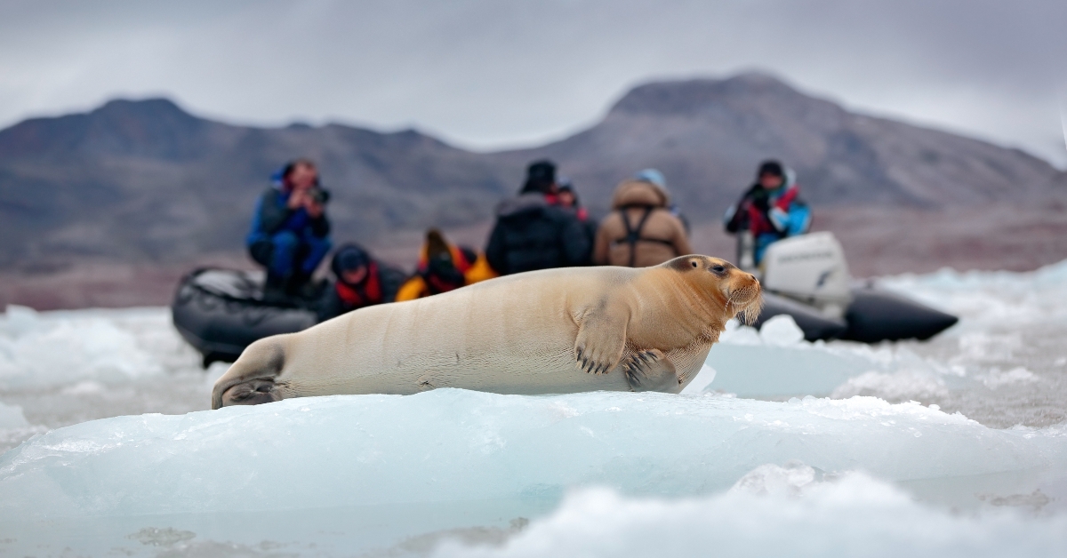 Bearded seal on blue and white ice