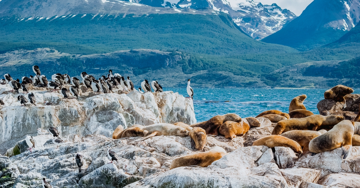 Sea Lion of the Beagle Channel Ushuaia