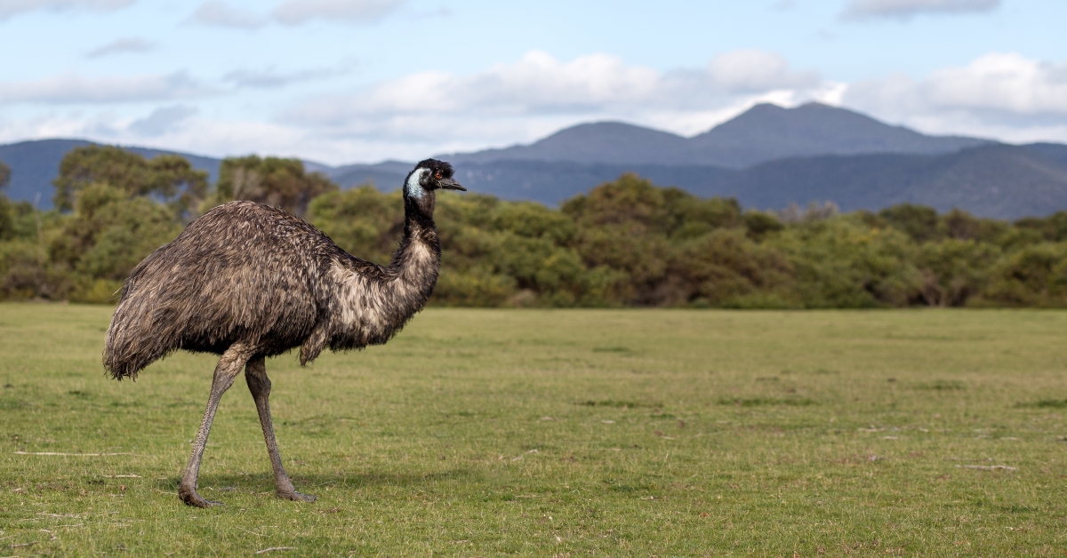 Emu walks on the grass in Wilson's Promontory