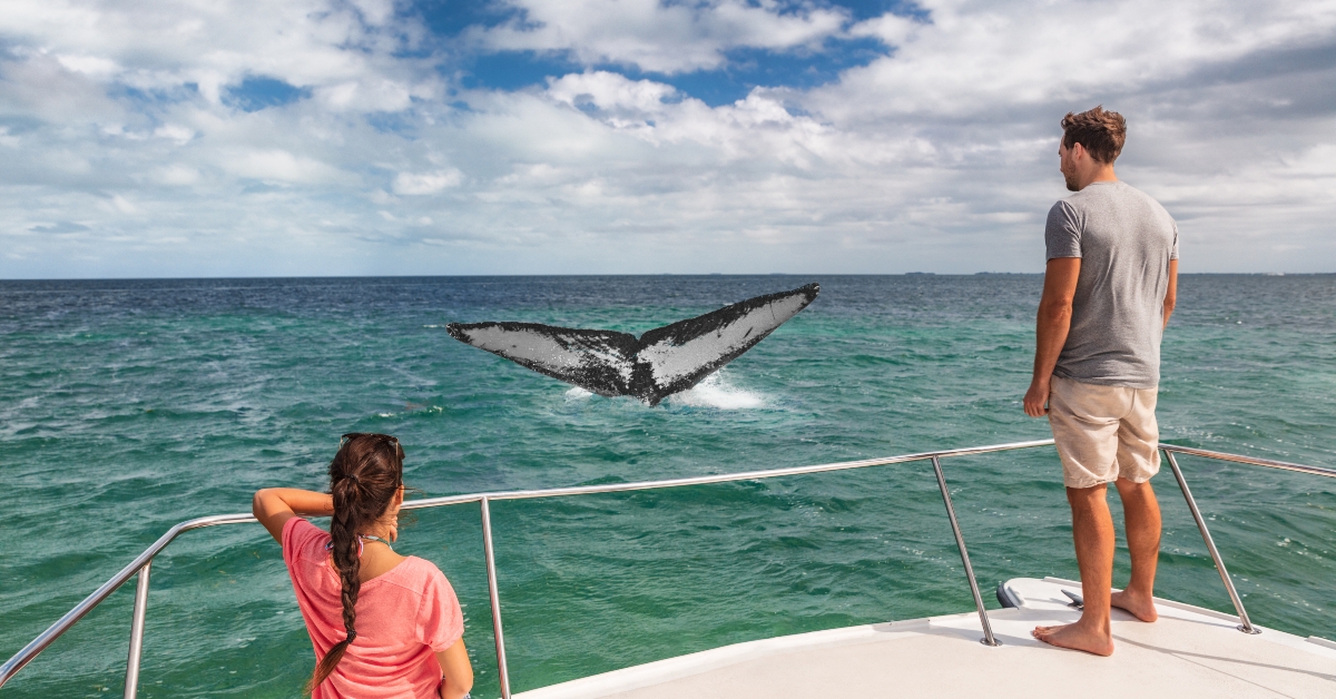 people on ship looking at humpback tail breaching ocean