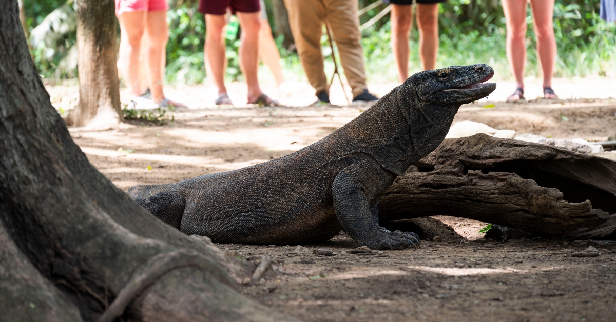 a native reptile in Komodo Island National Park